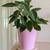 Healthy Beautiful Indoor Plant ( Peperomia) 1 thumbnail