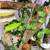 Crested Gecko 5 thumbnail