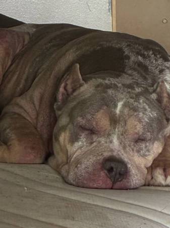 Mearl, perro bully (Sacramento)