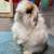 Holland Lop Rabbits 12 thumbnail