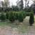 5-6 FT American Arborvitae Best All Around - Free Install - 2 thumbnail