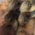Ducklings 2 thumbnail