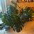 Two big monstera plant for sale 1 thumbnail
