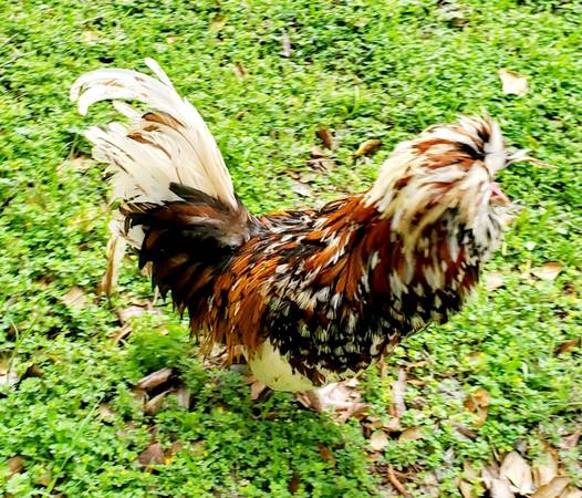 Tolbunt polish chicken Rooster 1