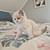 Two Kittens 1 thumbnail