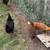 Pullets 4 thumbnail
