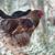 Easter Egger Ameraucana Rooster 🐓 Rhode Island Red Roosters 🐓 Cockerels Am 3 thumbnail