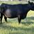 HERD SELLOUT 12 Bred Cows 7 thumbnail