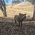 Mini Pigs and Piglets 13 thumbnail