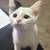 White kitten for rehoming 5 thumbnail