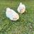 Pomeranian puppies 2 thumbnail