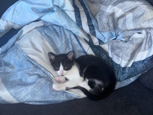 ReHoming Last Kitten! (Stamford)