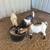 Sheep and goats for sale and pig 2 thumbnail