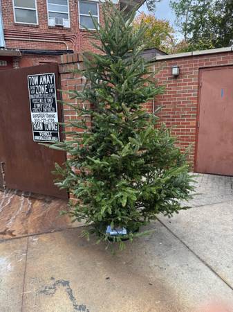 2 Free Real Christmas Trees 1