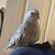 LOST BIRD! 1 thumbnail