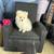 Teacup Pomeranian Pups 2 thumbnail