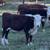 Hereford feeder cattle 11 thumbnail