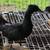 Adult ducks 21 thumbnail