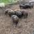 Pigs - Hogs 2 thumbnail
