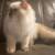 Persian Himalayan kitten 3 thumbnail