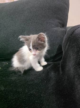 Sweet & Friendly Kittens Need Loving Homes - 9 Weeks Old (Vancouver)