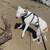 $500 reward for missing dog, no questions asked 2 thumbnail
