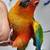 parrot Amazon parrot 12 thumbnail