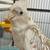 Cockatiels 1 thumbnail