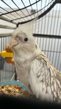 Cockatiels 1
