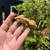 Reptiles 5 thumbnail