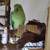 For Adoption: Indian Ringneck Parrot with cage toys food supplies 23 thumbnail