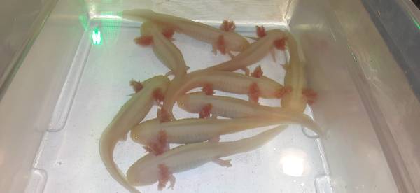 Axolotl's (Tacoma)63949211668482124