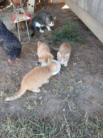 Kittens free 1