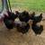 Chickens 3 thumbnail