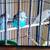 English Budgies 2 thumbnail