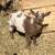 Registered Young Pair of Nigerian dwarf Goats 3 thumbnail