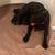 Presa Canario puppies 6 thumbnail