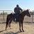 3 year old gelding 2 thumbnail