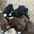 Border Collies Puppies For Sale 10 thumbnail