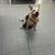 dogs looking for good homes 7 thumbnail