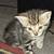 Fluffy kitten 1 thumbnail