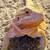 Bearded dragon with enclosure 1 thumbnail