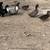 Ducks 3 thumbnail
