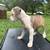 Brindle Pitbull Puppies..50 rehome fee 14 thumbnail