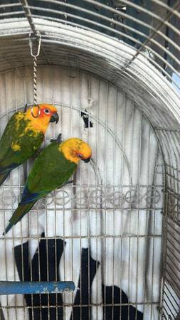 Parrots loros birds 1