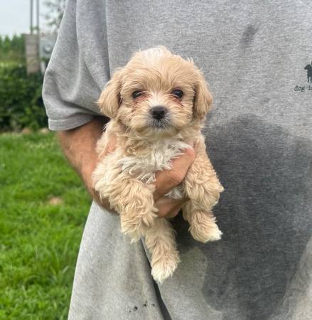 Yorkiepoo Pups (Sullivan)63671518803457120