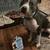 5 Year Old Pit Mix Seeking Experienced Home 3 thumbnail