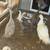 Runner ducks 1 thumbnail