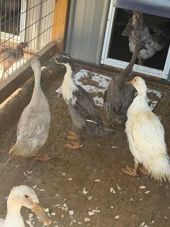 Runner ducks 1