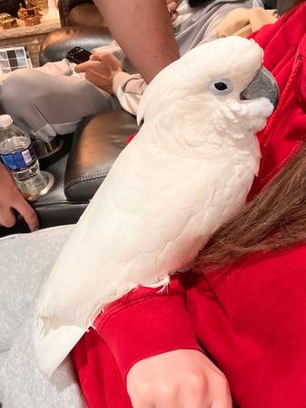 Cockatoo umbrella (Orland Park)63961118441987122